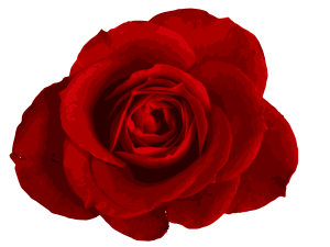 red-rose-4