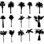15 Palm Tree Silhouettes PNG Transparent Background