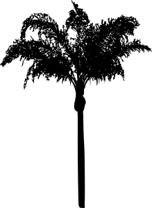 palm-tree-14