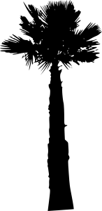 palm-tree-15