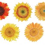 5 Watercolor Sunflower (PNG Transparent)