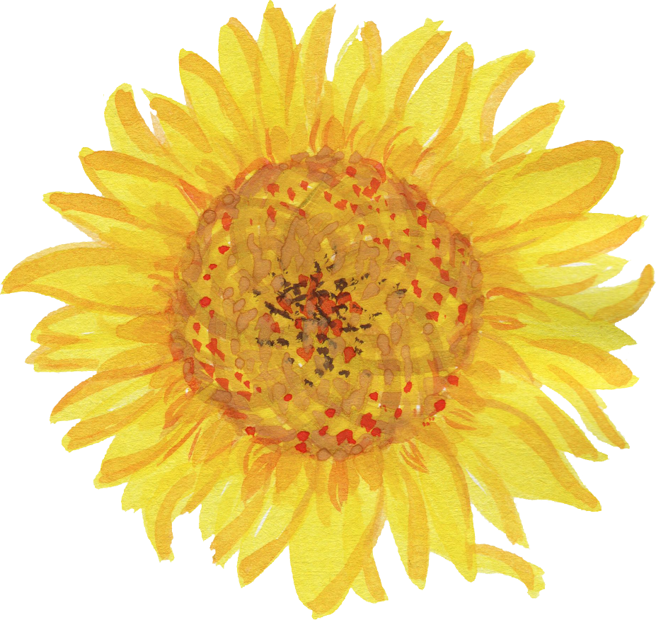 5 Watercolor Sunflower (PNG Transparent) | OnlyGFX.com