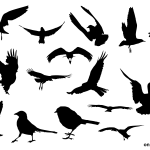 15 Bird Silhouette (PNG Transparent)