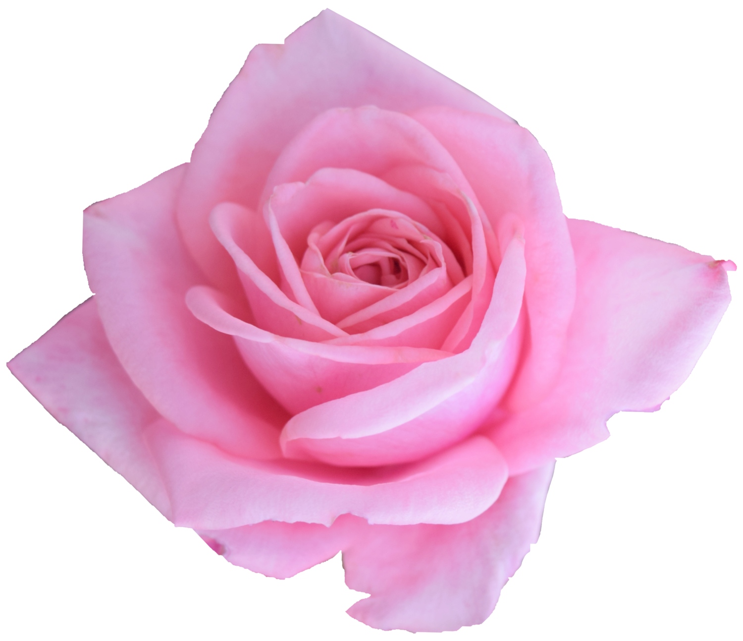 Бутон розовой розы. Розовые розы без фона. Розовые розы на прозрачном фоне.