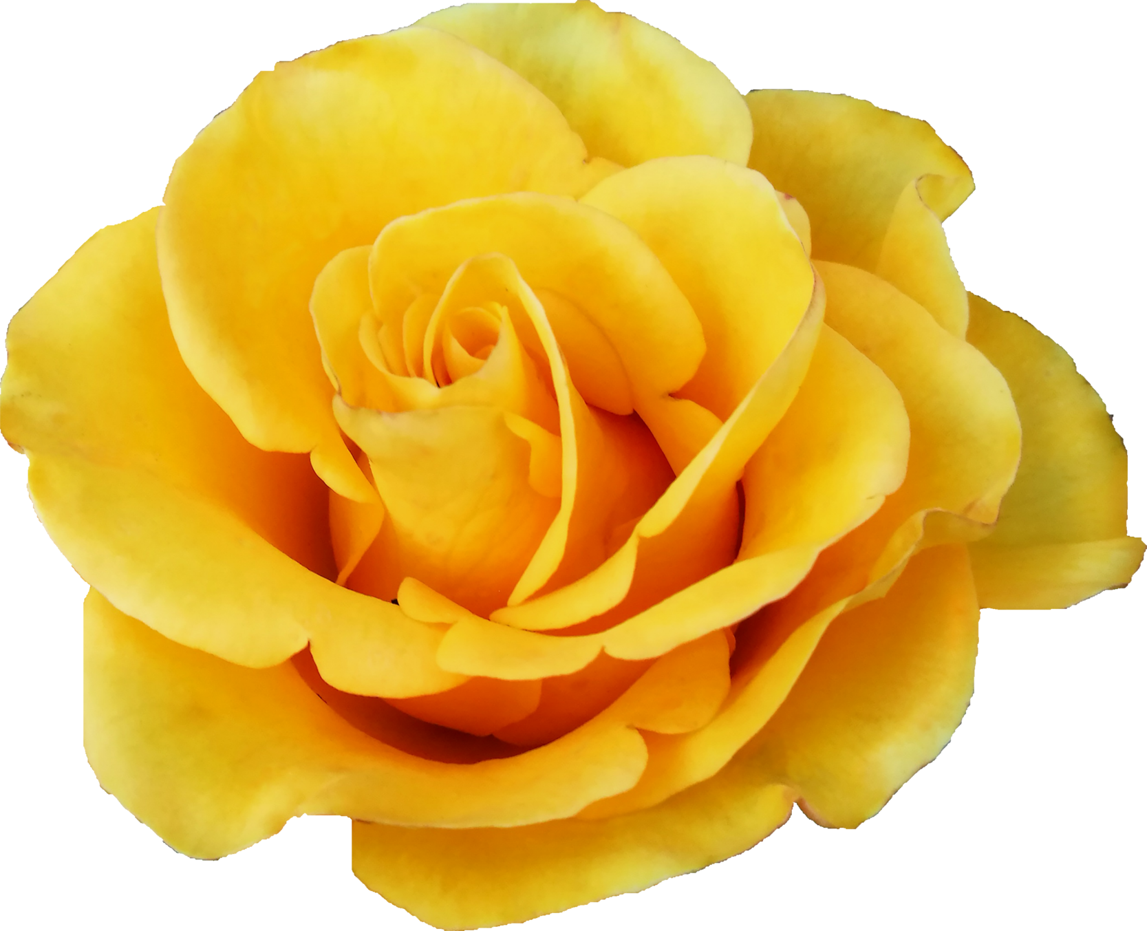 Download 6 Yellow Rose (PNG Transparent) | OnlyGFX.com