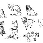 8 Dog Drawing (PNG Transparent)