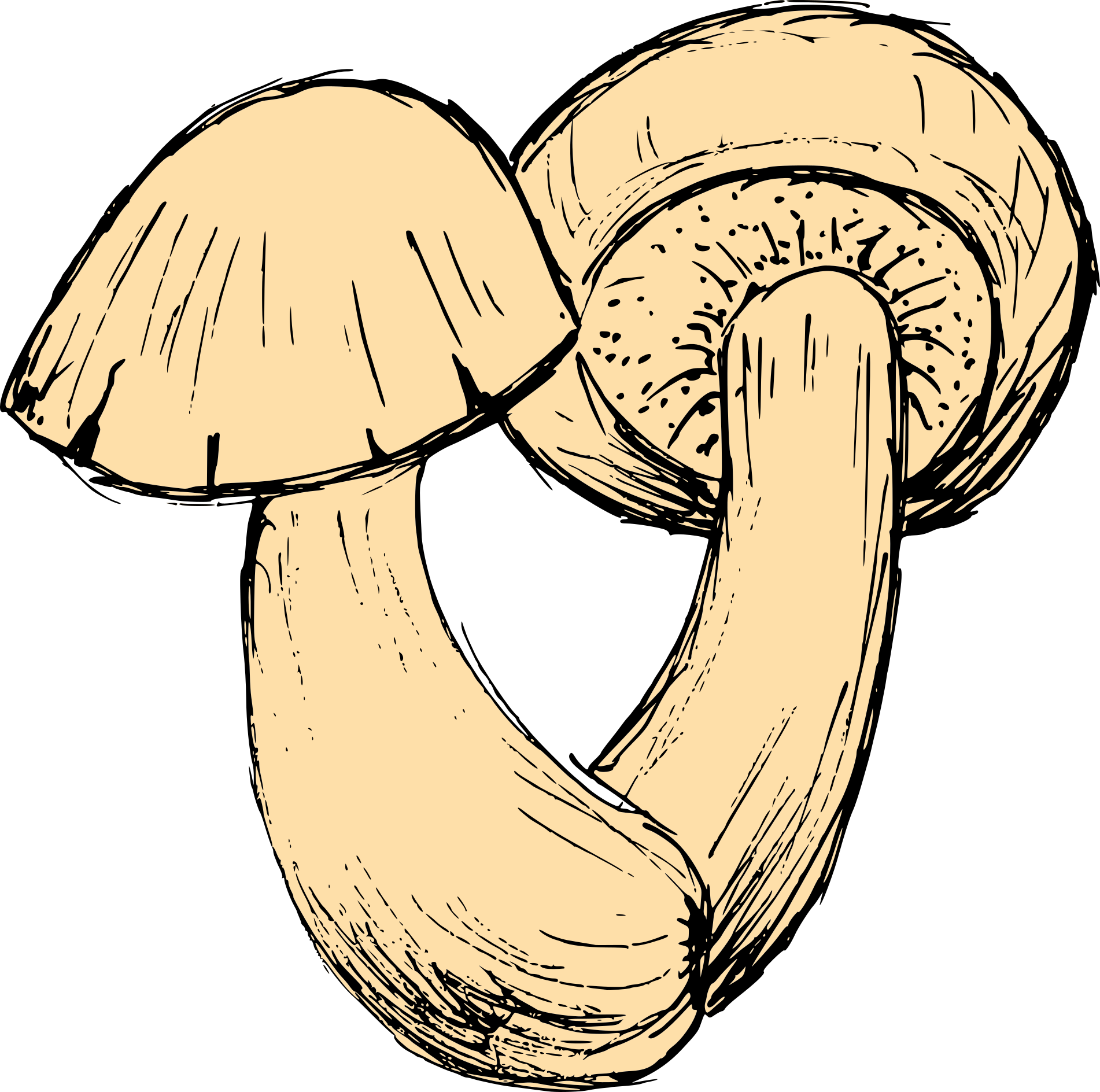 Mushroom Drawing Vector Eps Svg Png Transparent Onlygfx Com