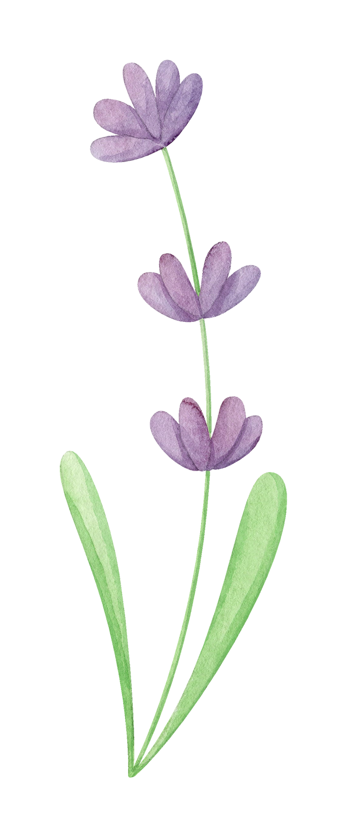 Watercolor Lavender (PNG Transparent) | OnlyGFX.com