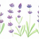 Watercolor Lavender (PNG Transparent)