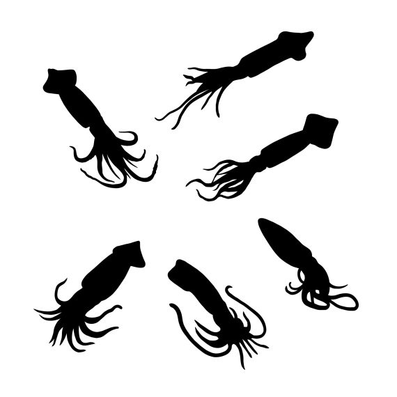 squid-silhouette-cover.jpg