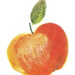 Apple Watercolor PNG Transparent