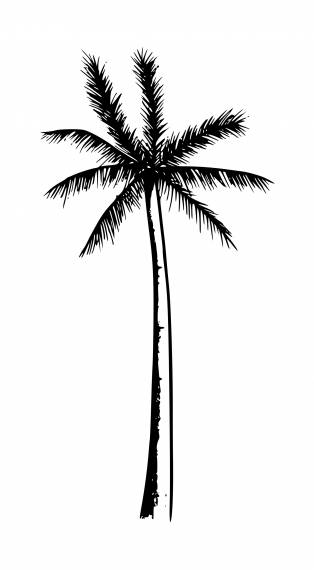 Palm Tree Silhouette Drawing PNG Transparent SVG Vector