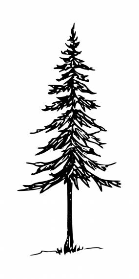 Pine Tree Drawing PNG Transparent SVG Vector