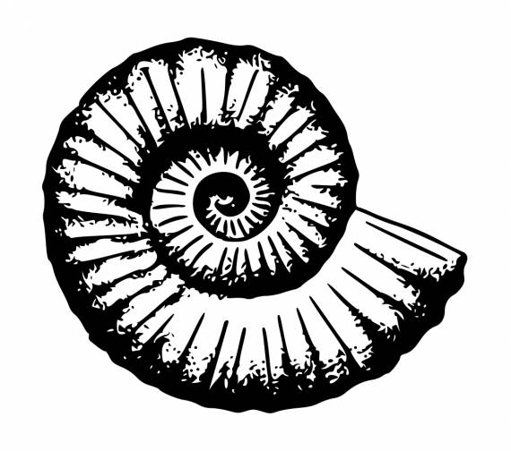 Sea Shell PNG Transparent SVG Vector