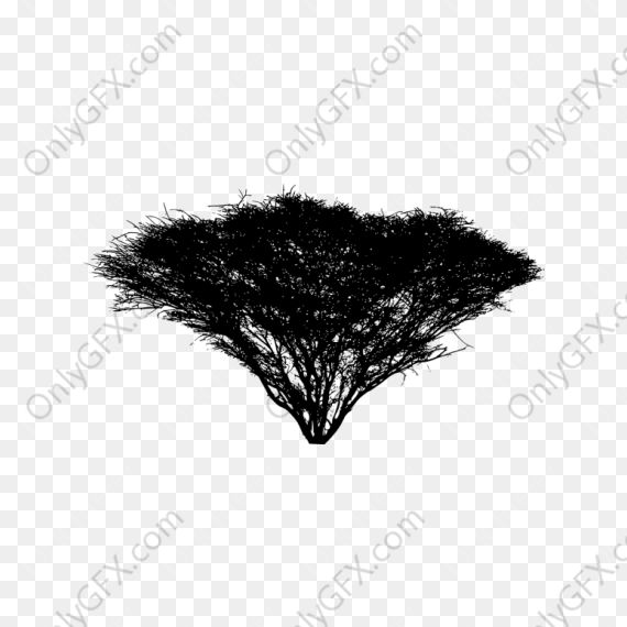 Acacia Tree Silhouette (PNG Transparent)