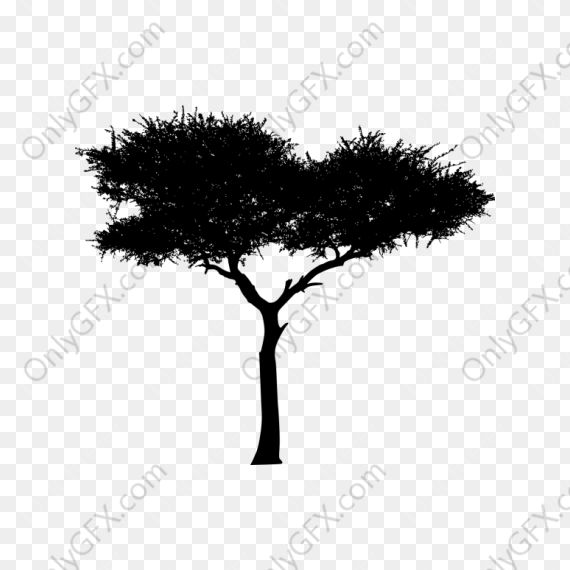 Acacia Tree Silhouette (PNG Transparent)