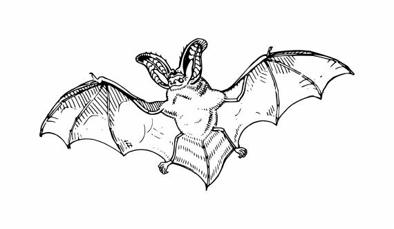 Bat Drawing PNG Transparent SVG Vector