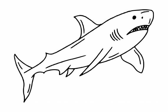 Shark Drawing PNG Transparent SVG Vector