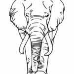 Elephant Front PNG Transparent SVG Vector