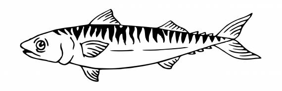 Fish Tattoo PNG Transparent SVG Vector