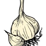 Garlic Clipart PNG Transparent
