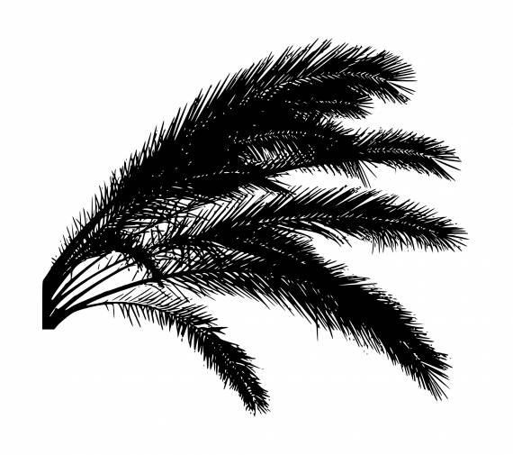 Palm Tree Leaves Silhouette PNG Transparent SVG Vector