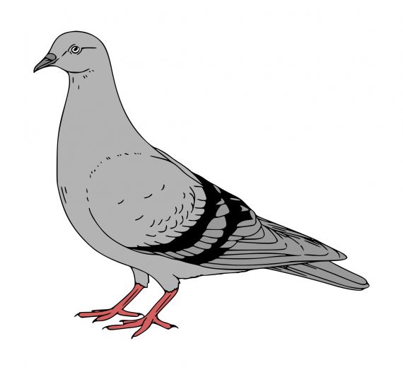 Pigeon Clipart PNG Transparent