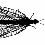 Flying Insect Silhouette PNG Transparent SVG Vector