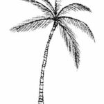 Palm Tree Dotted Drawing PNG Transparent SVG Vector