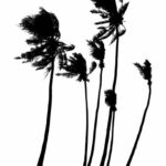 Wind Blowing Palm Trees Silhouette PNG Transparent SVG Vector