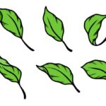 Green Leaf Vector (EPS, SVG)