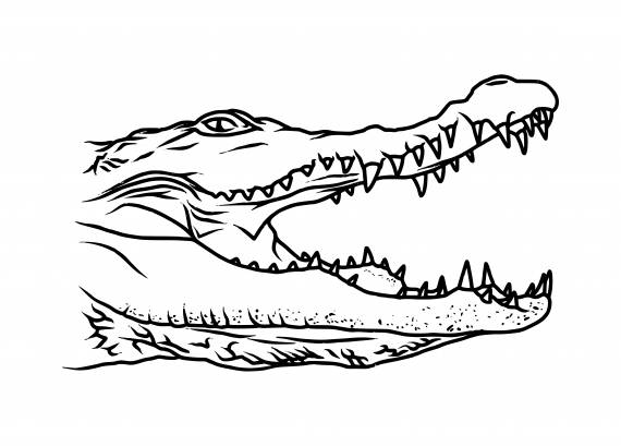 Crocodile Head Tattoo PNG Transparent SVG Vector