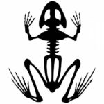 Frog Skeleton Tattoo PNG Transparent SVG Vector
