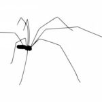 Long Legged Spider Tattoo PNG Transparent SVG Vector