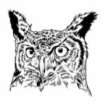 Owl Head Drawing PNG Transparent SVG Vector