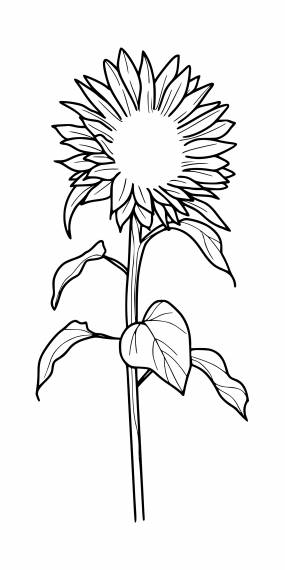 Sunflower Tattoo PNG Transparent SVG Vector