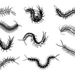 Centipede Tattoo Set Vector (EPS, SVG)
