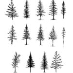 Pine Tree Tattoo Set Vector (EPS, SVG)