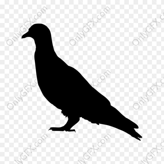 Dove Bird Silhouette (PNG Transparent)