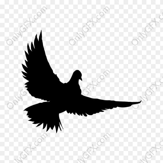 Dove Bird Silhouette (PNG Transparent) 