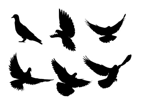 Dove Bird Silhouette (PNG Transparent)