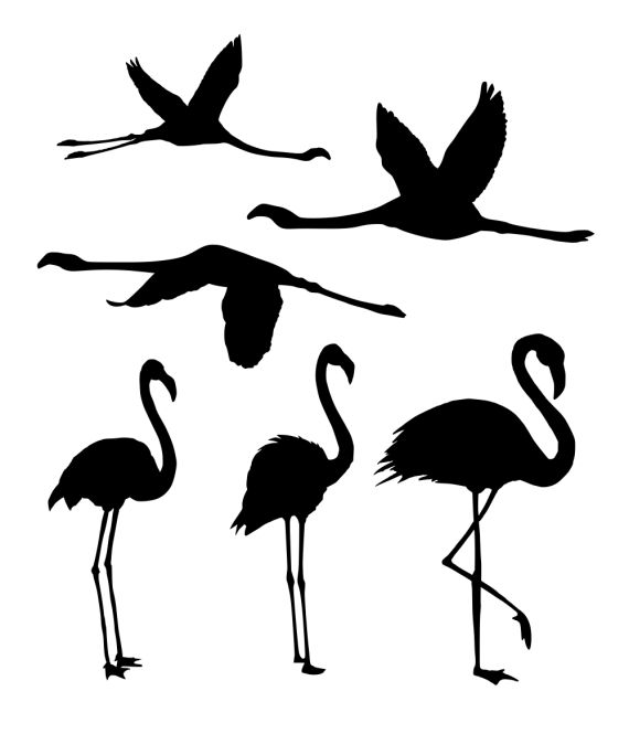 Flamingo Silhouette (PNG Transparent)
