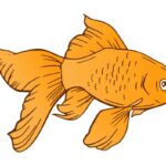 Goldfish Clipart PNG Transparent