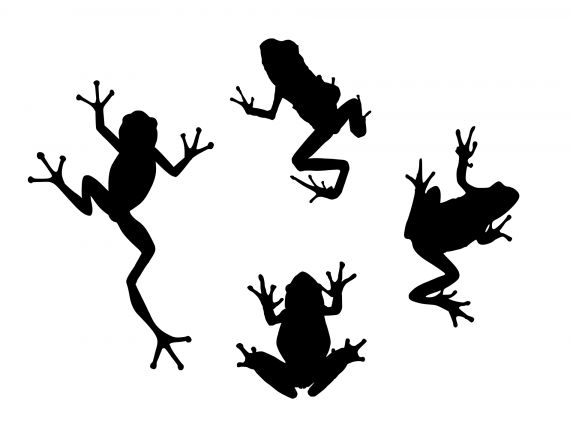 Frog Silhouette (PNG Transparent)