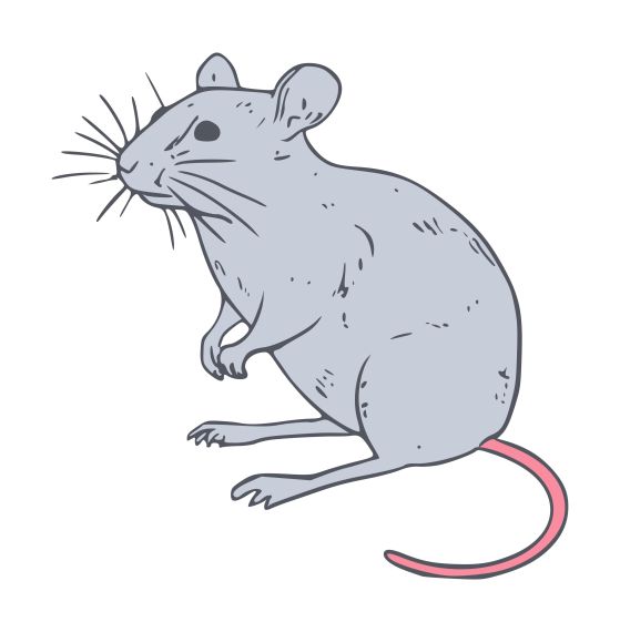 Mouse Clipart PNG Transparent