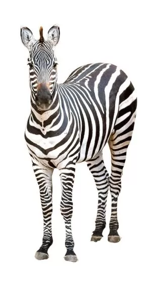 Zebra Front View PNG Transparent Zebra Front View PNG Transparent